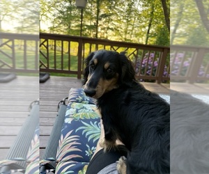 Father of the Dachshund puppies born on 05/16/2026