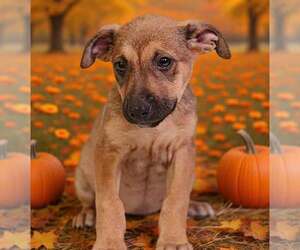 Avalon 26/796 - Female American Pit Bull Terrier-Unknown Mix Dog for Adoption - Photo #4