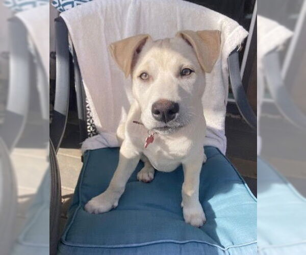 Medium Photo #1 Mutt Puppy For Sale in San Diego, CA, USA