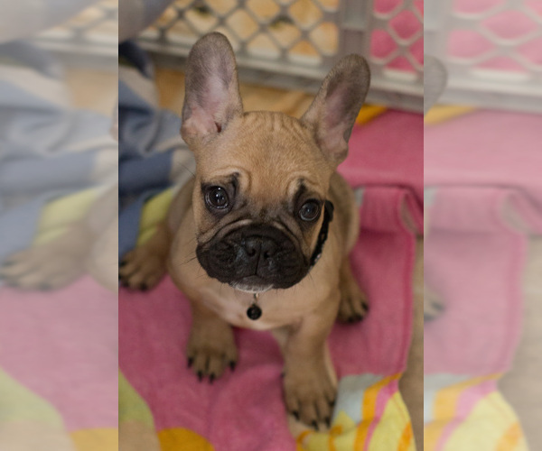 Medium Photo #4 French Bulldog Puppy For Sale in MILWAUKEE, WI, USA