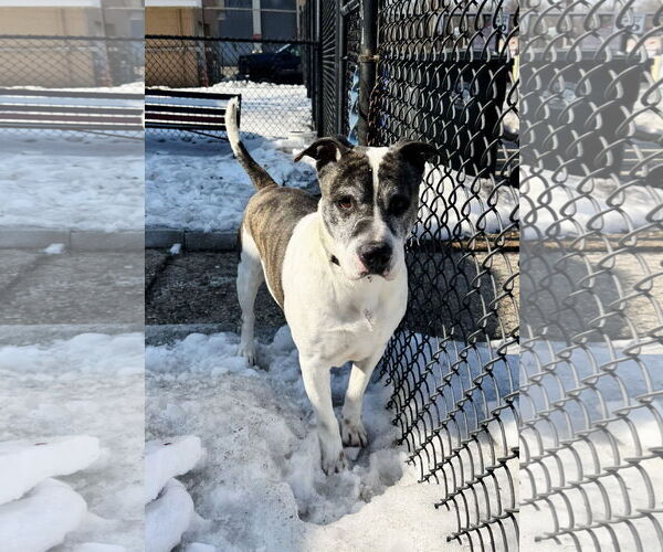 Medium Photo #3  Puppy For Sale in , 