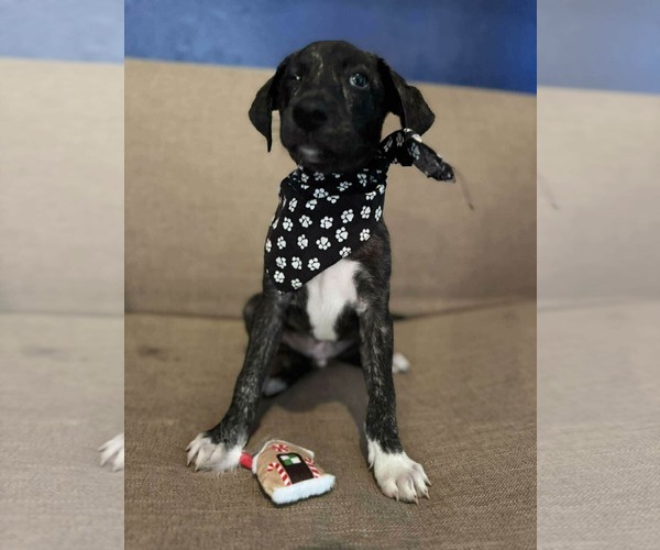 Medium Photo #3 Labrador Retriever-Unknown Mix Puppy For Sale in NYC, NY, USA