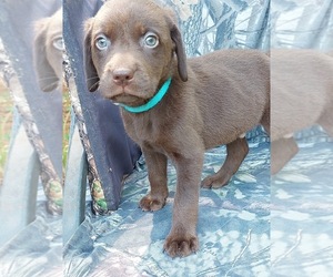 Labrador Retriever Puppy for sale in ELKO, GA, USA