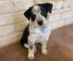 Puppy Light Blue Texas Heeler