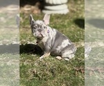 Puppy Puppy 3 French Bulldog