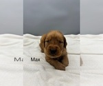 Small #1 Golden Retriever