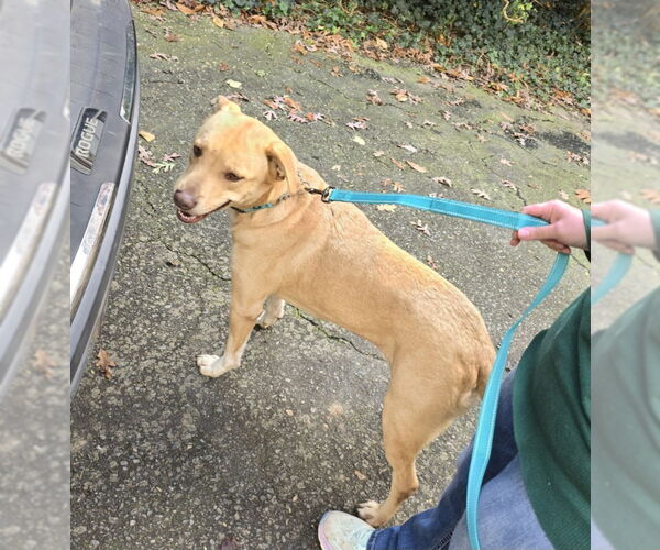 Medium Photo #12 American Staffordshire Terrier-Labrador Retriever Mix Puppy For Sale in Winston Salem, NC, USA