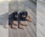 Small Photo #1 Rottweiler Puppy For Sale in STOKESDALE, NC, USA