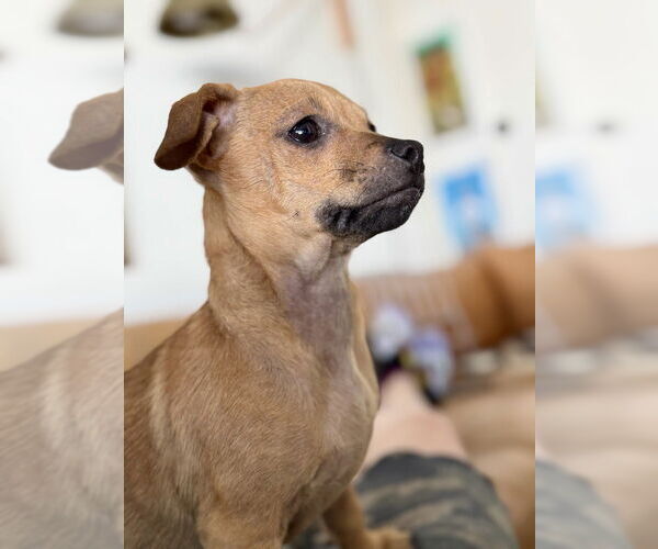 Medium Photo #6 Chihuahua Puppy For Sale in San Diego, CA, USA