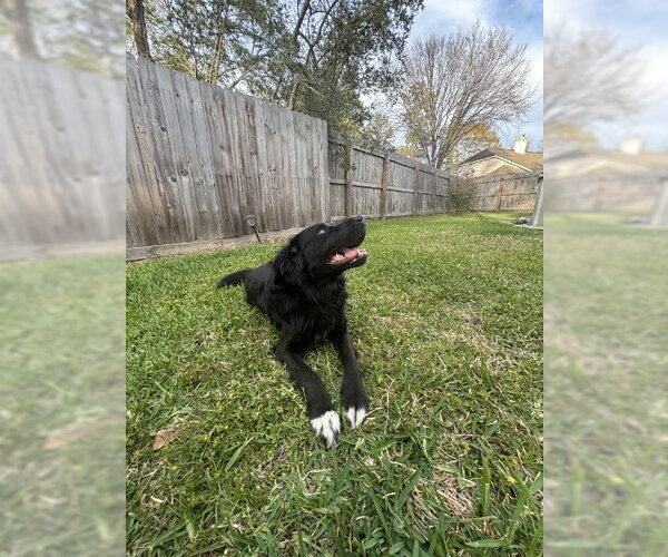 Medium Photo #3 Labrador Retriever-Unknown Mix Puppy For Sale in The Woodlands, TX, USA