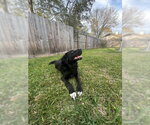 Small #2 Labrador Retriever Mix