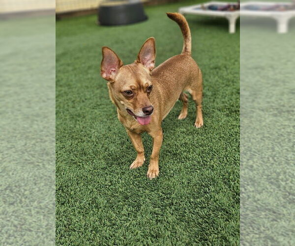 Medium Photo #1 Chihuahua-Unknown Mix Puppy For Sale in oakland, FL, USA