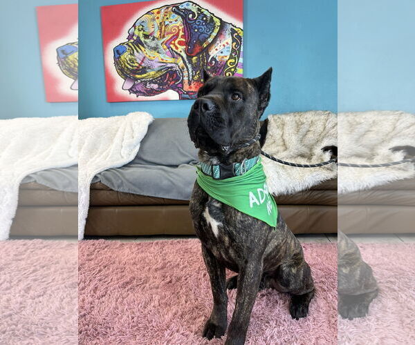 Medium Photo #6 Mutt Puppy For Sale in Goodyear, AZ, USA