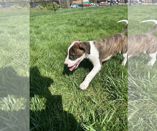 Medium Photo #3 Bogle Puppy For Sale in Mechanicsburg, PA, USA