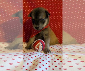 German Shepherd Dog-Unknown Mix Dogs for adoption in The Woodlands, TX, USA