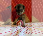 Small German Shepherd Dog Mix