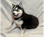 Small Photo #4 Siberian Husky Puppy For Sale in ALTON, IL, USA