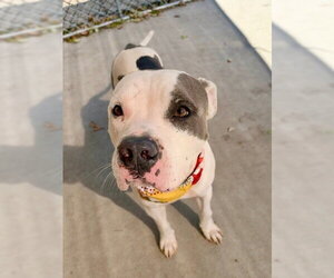Mutt Dogs for adoption in Tulsa, OK, USA