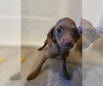 Small Mutt
