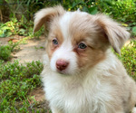 Small #2 Miniature Australian Shepherd
