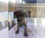 Puppy 8 Cane Corso