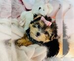 Small #6 Morkie