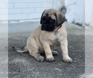 Mastiff Puppy for sale in KEARNEY, MO, USA