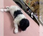 Small Photo #6 Maltipoo Puppy For Sale in JASPER, GA, USA
