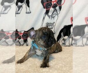 French Bulldog Puppy for sale in BOSTON, MA, USA