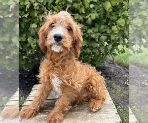 Cavapoo Puppy for sale in MIDDLEBURY, IN, USA