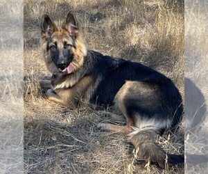 Mother of the German Shepherd Dog puppies born on 04/15/2022