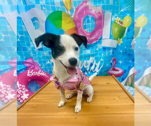 Jack Russell Terrier-Unknown Mix Dogs for adoption in Bryant, AR, USA