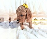 Small Photo #22 Goldendoodle (Miniature) Puppy For Sale in GASTONIA, NC, USA