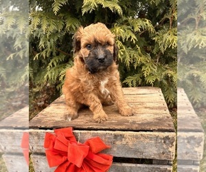 Whoodle (Miniature) Puppy for sale in MIDDLEBURY, IN, USA