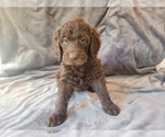 Puppy 3 German Shorthaired Pointer-Poodle (Standard) Mix