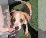 Small #3 Labrador Retriever Mix