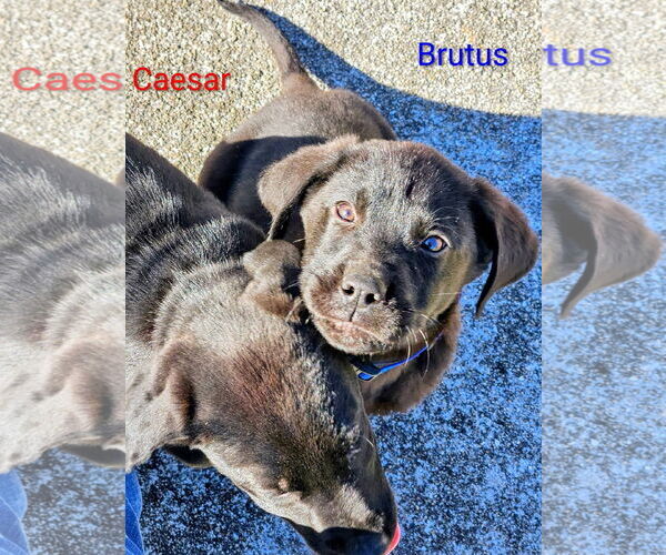 Medium Photo #3 Great Dane-Unknown Mix Puppy For Sale in Forest, VA, USA