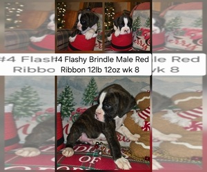 Boxer Puppy for sale in LINN GROVE, IN, USA