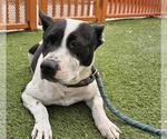 Small American Pit Bull Terrier Mix