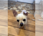 Small #1 Chihuahua Mix