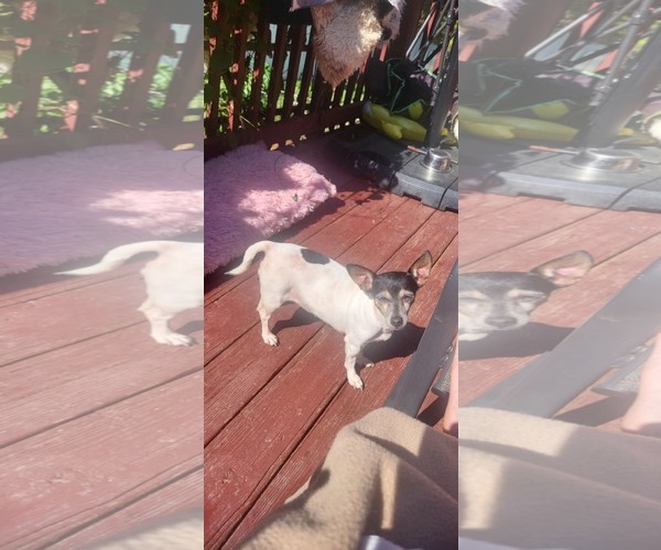 Medium Photo #2 Rat Terrier Puppy For Sale in Thomasville, NC, USA