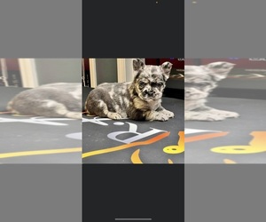 French Bulldog Dog for Adoption in MINNEAPOLIS, Minnesota USA