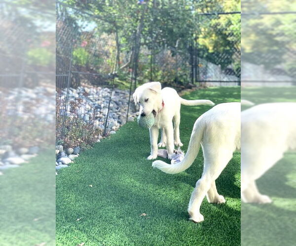 Medium Photo #9 Great Pyrenees Puppy For Sale in Spring, TX, USA