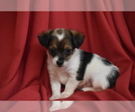 Texas - Male Yorkipoo Puppy for Sale - Photo #3