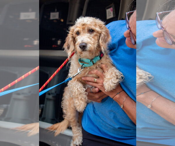 Medium Photo #3 Doxiepoo (Standard) Puppy For Sale in Oakhurst, NJ, USA