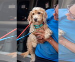 Small #2 Doxiepoo (Standard)