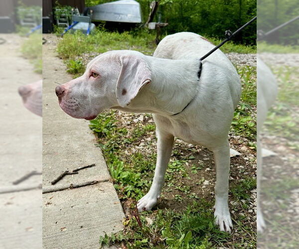 Medium Photo #5 Boxer-Coonhound Mix Puppy For Sale in Frenchburg, KY, USA