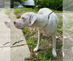 Small #4 Boxer-Coonhound Mix
