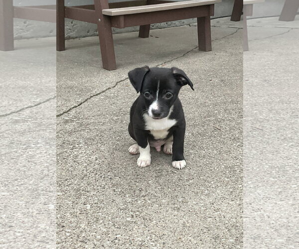 Medium Photo #4 Australian Shepherd-Chihuahua Mix Puppy For Sale in Fort Wayne, IN, USA