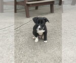 Small #3 Australian Shepherd-Chihuahua Mix